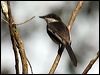 Click here to enter gallery and see photos of Bar-winged Flycatcher-shrike