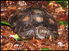 Click here to enter gallery and see photos/pictures/images of Asian Brown Tortoise