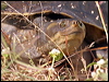 Click here to enter gallery and see photos/pictures/images of Macquarie Turtle