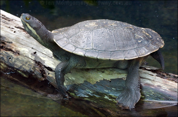 Macquarie Turtle macquarie_turtle_95314.psd