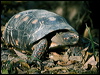 Click here to enter gallery and see photos/pictures/images of Red-footed Tortoise