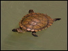 Click here to enter gallery and see photos/pictures/images of Saw-shelled Turtle