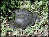 Click here to enter gallery and see photos/pictures/images of Snake-necked Turtle