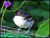 Clickable thumbnail to enter photo gallery of Great Antshrike