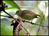 Clickable thumbnail to enter photo gallery of Plain Antvireo