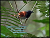 Clickable thumbnail to enter photo gallery of White-bellied Antbird