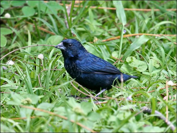 Blue-black Grassquit blue_black_grassquit_20821.psd