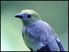 blue_gray_tanager_22087