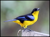blue_wing_mt_tanager_24492