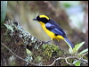 blue_wing_mt_tanager_24499