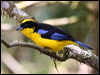 blue_wing_mt_tanager_24502