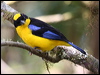 blue_wing_mt_tanager_24505