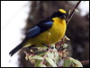 blue_wing_mt_tanager_24836