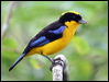 Click here to enter gallery and see photos of: White-lined, Masked Crimson, Silver-beaked, Silver-throated, Blue-grey, Palm, Turquoise, Bay-headed Tanagers; Blue-winged Mountain-Tanager; Purple and Green Honeycreepers; Bicolored Conebill; Slaty and Masked Flowerpiercer; Collared Warbling Finch; Blue-black and Dull-colored Grassquit.