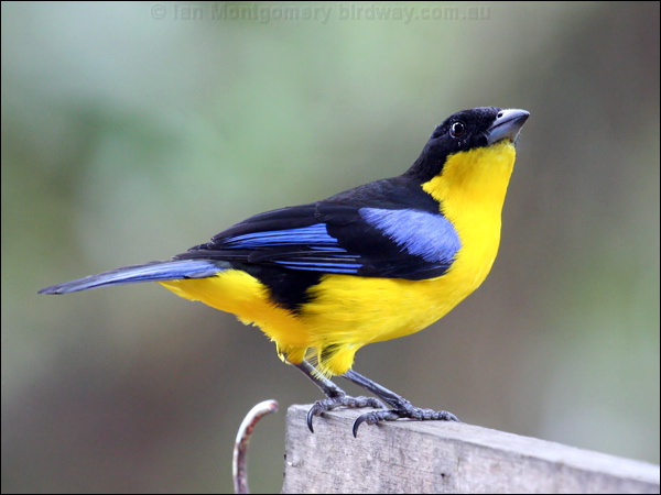 Blue-winged Mountain Tanager blue_wing_mt_tanager_24492.psd