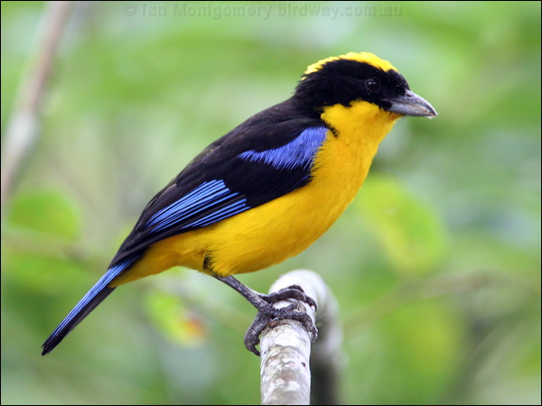 Blue-winged Mountain Tanager blue_wing_mt_tanager_25103.psd