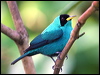 Click here to enter gallery and see photos/pictures/images of Green Honeycreeper