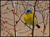 Click here to enter gallery and see photos/pictures/images of Grey-hooded Sierra Finch
