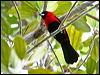 Click here to enter gallery and see photos/pictures/images of Masked Crimson Tanager