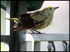 palm_tanager_20911
