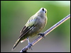 palm_tanager_20950