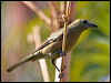 palm_tanager_21108