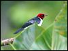 red_capped_cardinal_26349