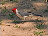 Click here to enter gallery and see photos/pictures/images of Red-crested Cardinal