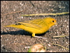 Click here to enter gallery and see photos/pictures/images of Saffron Finch