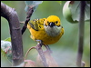 Click here to enter gallery and see photos/pictures/images of Silver-throated Tanager