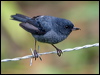 Click here to enter gallery and see photos/pictures/images of Slaty Flowerpiercer