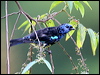 Click here to enter gallery and see photos/pictures/images of Turquoise Tanager