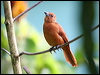 white_lined_tanager_21925