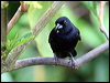 white_lined_tanager_24449