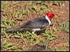 Click here to enter gallery and see photos/pictures/images of Yellow-billed Cardinal