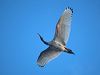 australian_ibis_217948