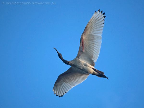 Australian Ibis australian_ibis_217948.psd