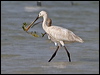 Click here to enter gallery and see photos of Eurasian Spoonbill