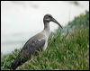 Click here to enter gallery and see photos of Hadeda Ibis