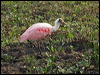 Click here to enter gallery and see photos of Roseate Spoonbill