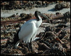 Click here to enter gallery and see photos of African Sacred Ibis