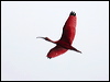 scarlet_ibis_22925