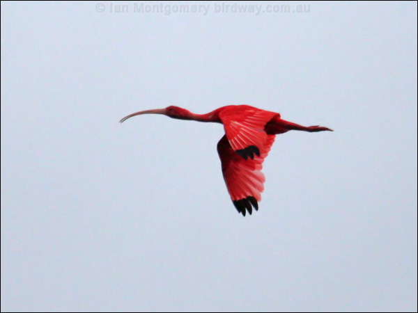 Scarlet Ibis scarlet_ibis_22915.psd