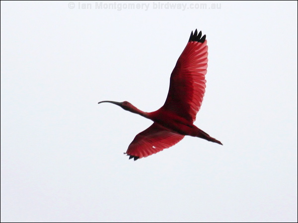 Scarlet Ibis scarlet_ibis_22925.psd