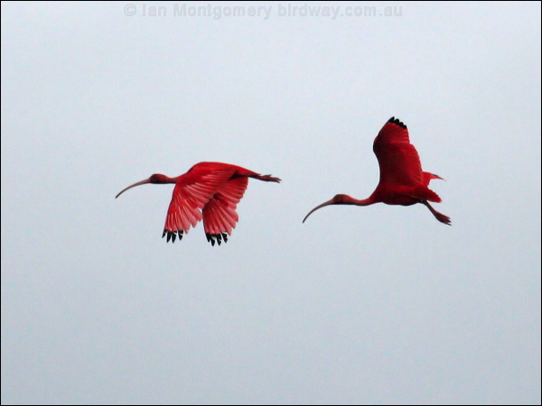 Scarlet Ibis scarlet_ibis_22955.psd