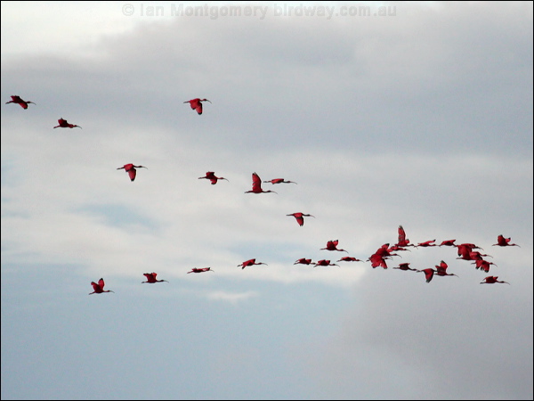Scarlet Ibis scarlet_ibis_22982.psd