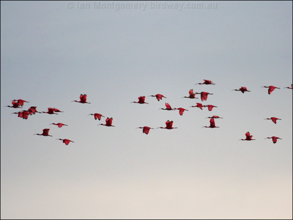 Scarlet Ibis scarlet_ibis_22984.psd