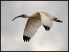 Click here to enter gallery and see photos of (American) White Ibis