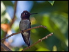 annas_hummingbird_106724