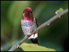 Click here to enter gallery and see photos/pictures/images of Anna's Hummingbird